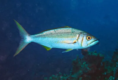 P9300059 Jobfish - Aphareus furca