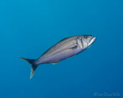 Bigmouth snapper (Aphareus furca)