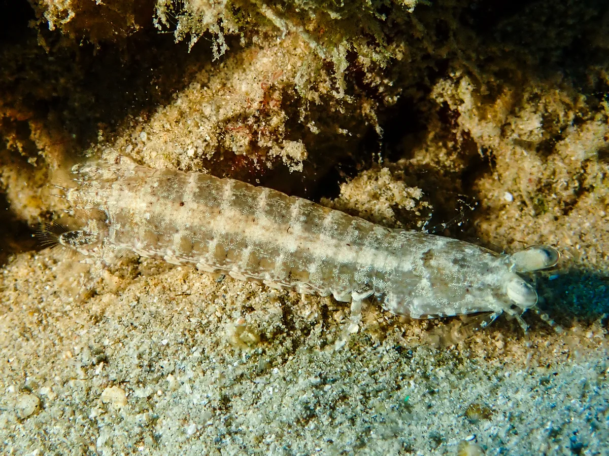 Smashing Mantis Shrimp