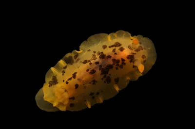 Dendrodoris fumata - 日本、〒690-0401 島根県松江市島根町加賀