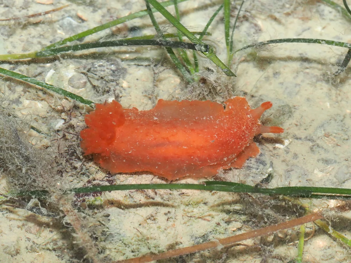 Dendrodoris fumata - Changi Point, Singapore