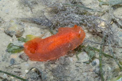 Dendrodoris fumata - Changi Boardwalk, Singapore