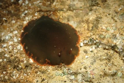 Dendrodoris fumata - Manzanillo, Col., México