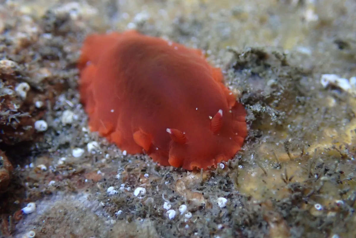 Dendrodoris fumata - Manzanillo, Col., México