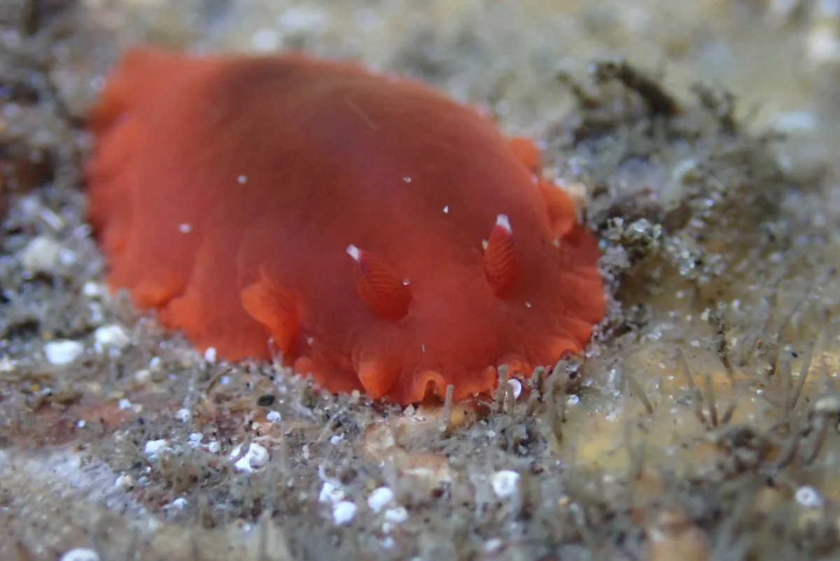 Dendrodoris fumata - Manzanillo, Col., México