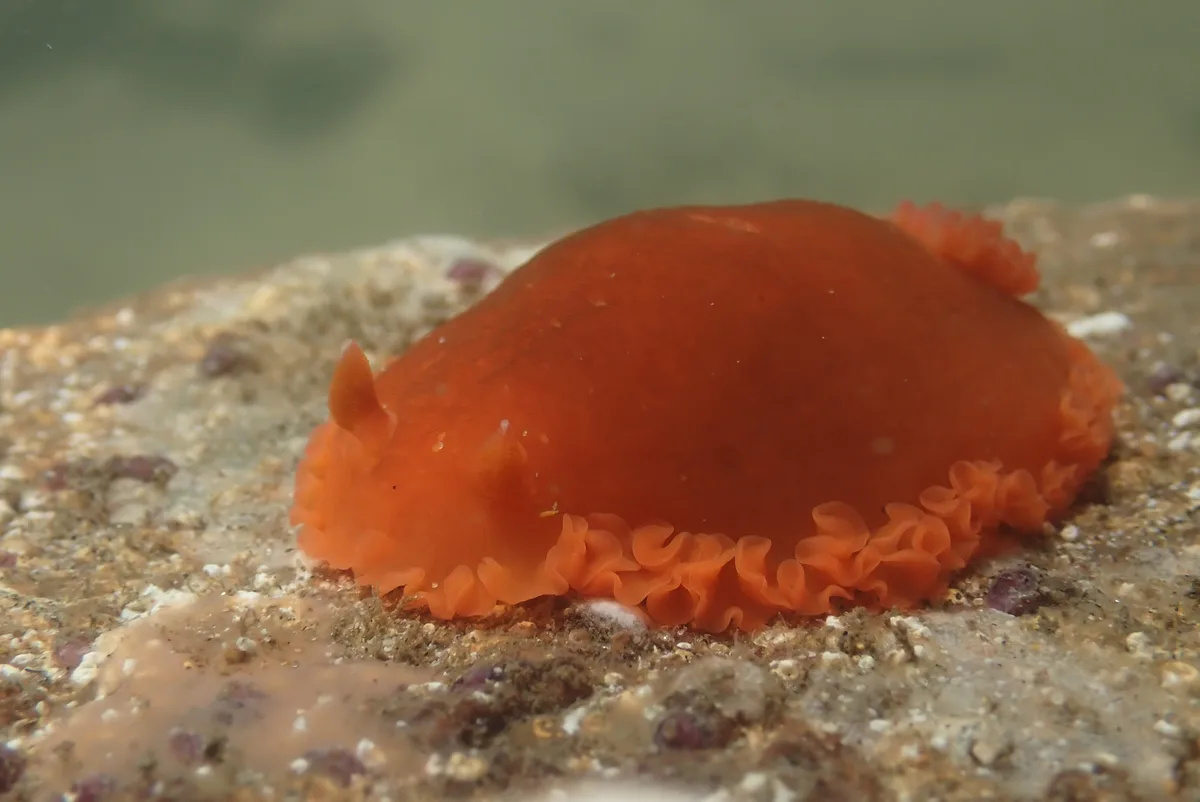 Dendrodoris fumata - Manzanillo, Col., México