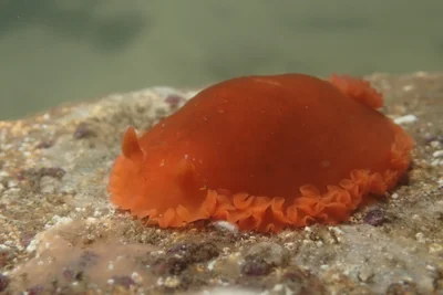 Dendrodoris fumata - Manzanillo, Col., México