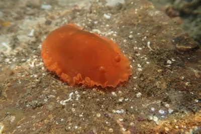 Dendrodoris fumata - Manzanillo, Col., México