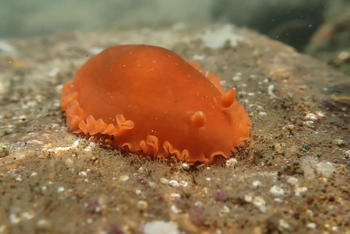 Dendrodoris fumata - Manzanillo, Col., México