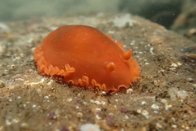 Dendrodoris fumata - Manzanillo, Col., México