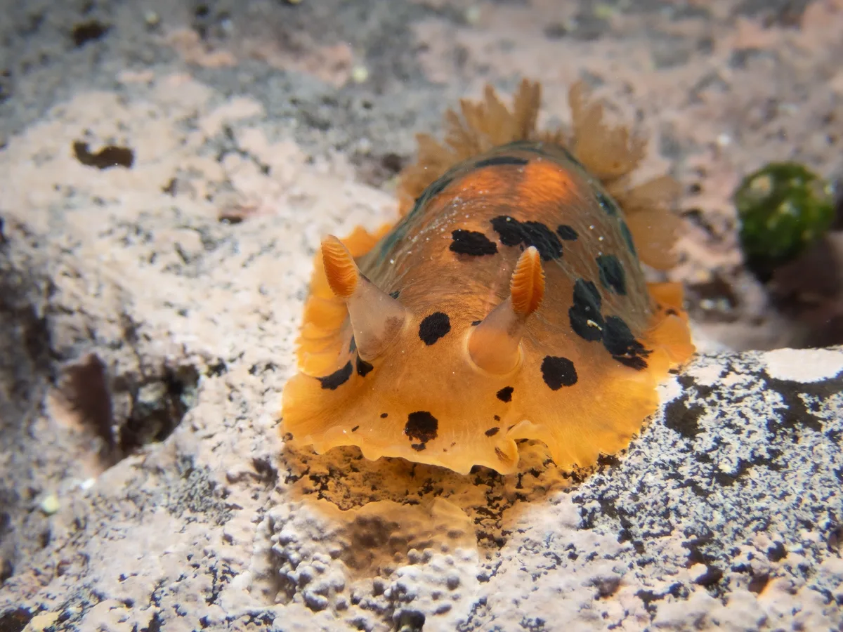 Dendrodoris fumata - South Korea