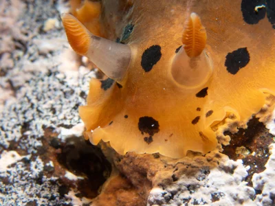 Dendrodoris fumata - South Korea
