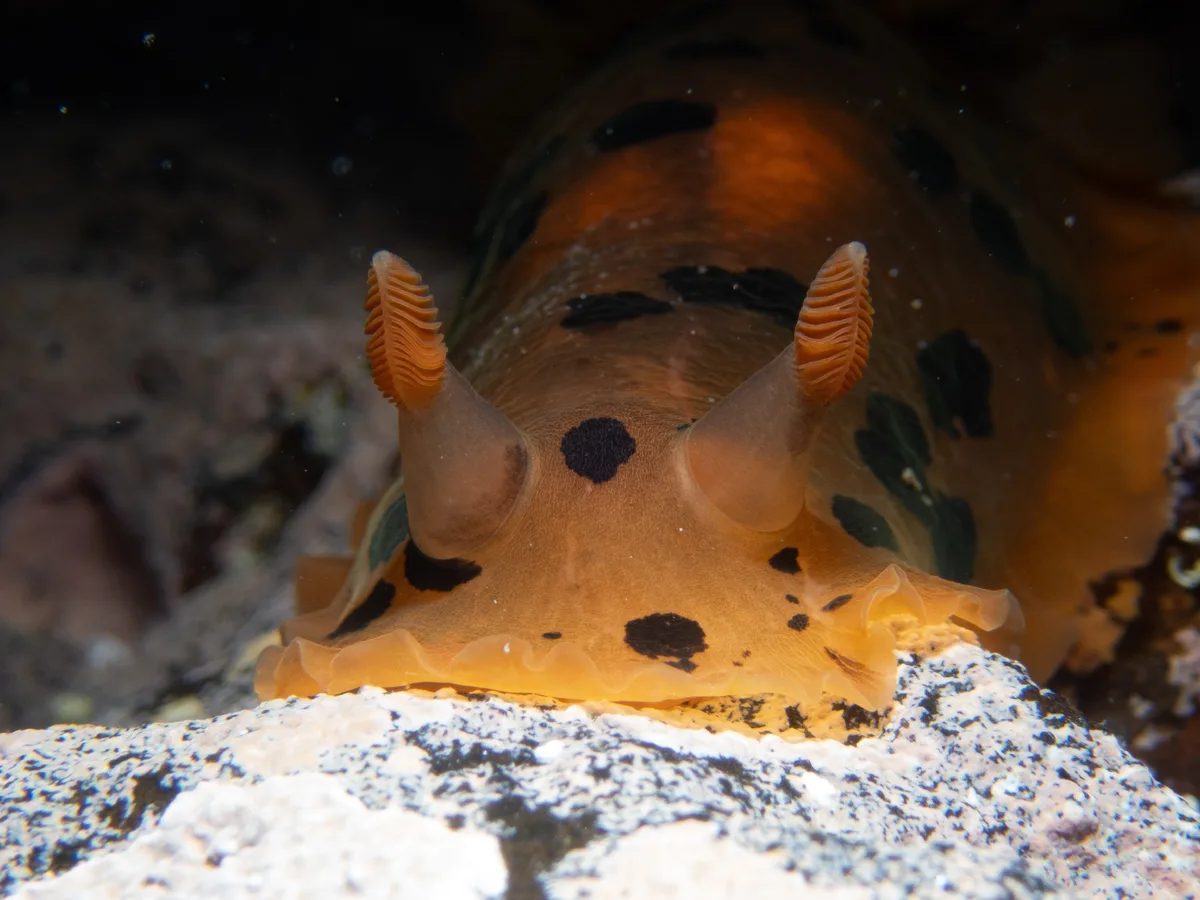 Dendrodoris fumata - South Korea