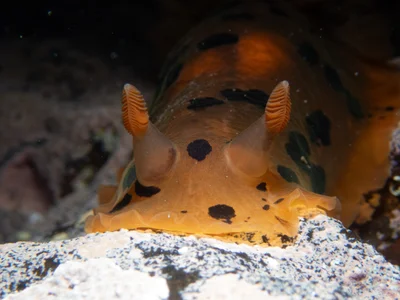 Dendrodoris fumata - South Korea