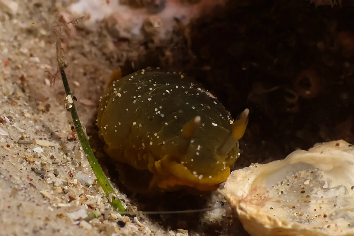 Dendrodoris fumata - Nelson Bay - Corlette NSW, Australia