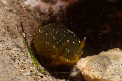 Dendrodoris fumata - Nelson Bay - Corlette NSW, Australia