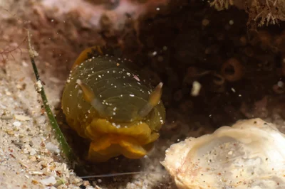 Dendrodoris fumata - Nelson Bay - Corlette NSW, Australia