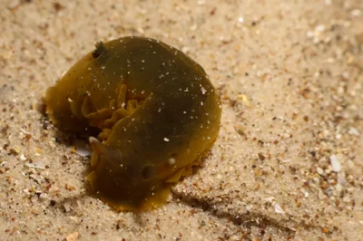 Dendrodoris fumata - Nelson Bay - Corlette NSW, Australia