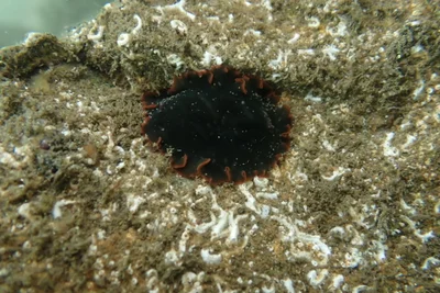 Dendrodoris fumata - Manzanillo, Col., México