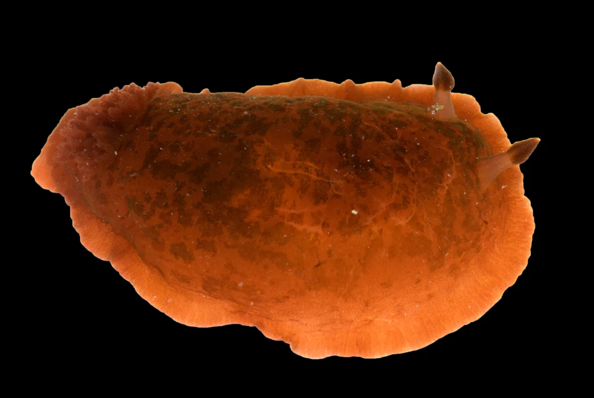 Dendrodoris fumata