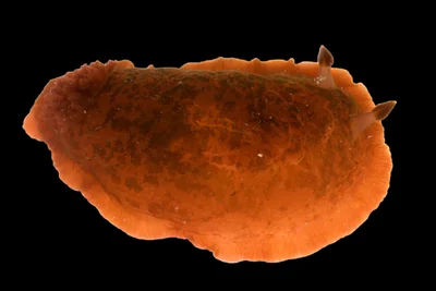 Dendrodoris fumata