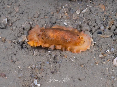 Dendrodoris fumata - 思明区, 厦门市, 福建省, CN
