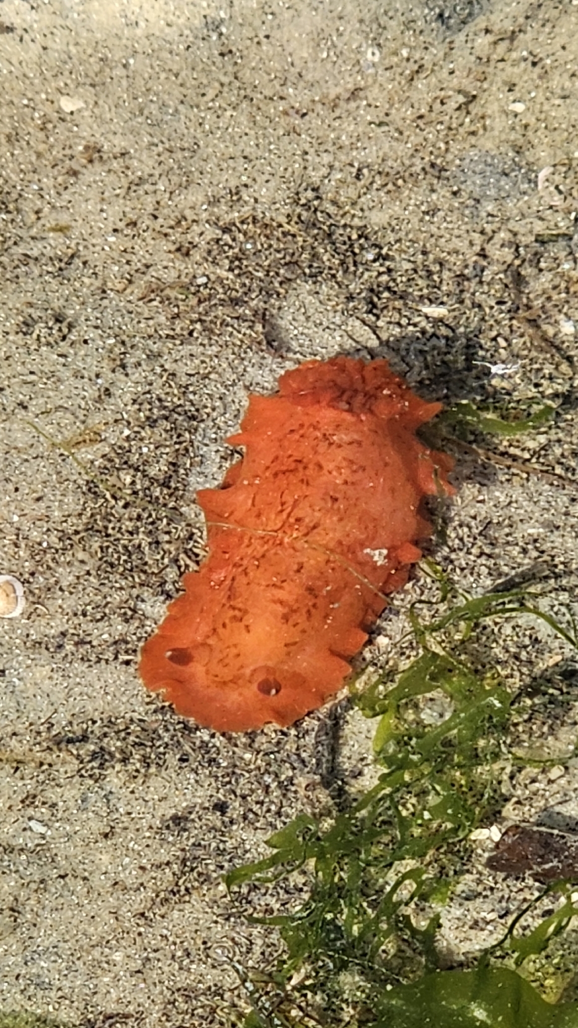 Dendrodoris fumata - Chek Jawa Wetlands