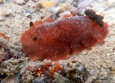 Dendrodoris fumata - Australia
