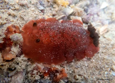 Dendrodoris fumata - Australia