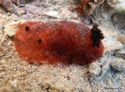 Dendrodoris fumata - Australia