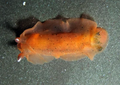 Dendrodoris fumata - Kings Beach, Sunshine Coast QLD, Australia
