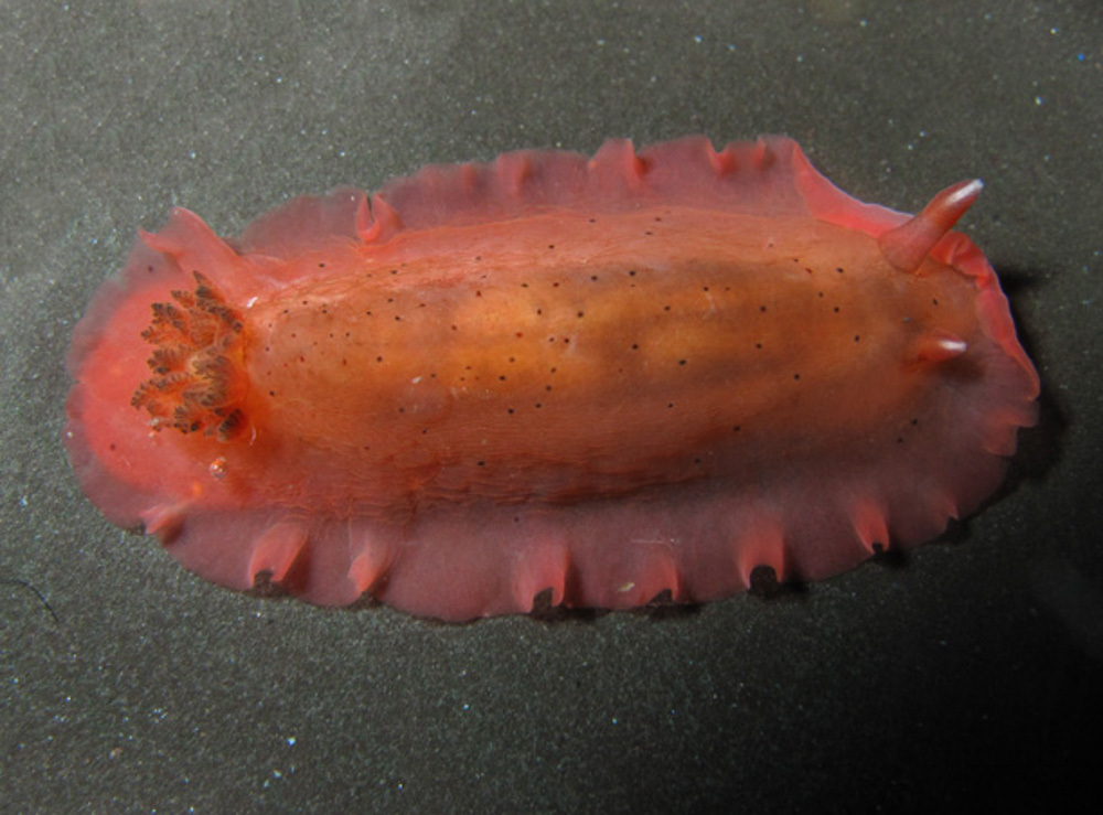 Dendrodoris fumata - Kings Beach, Sunshine Coast QLD, Australia