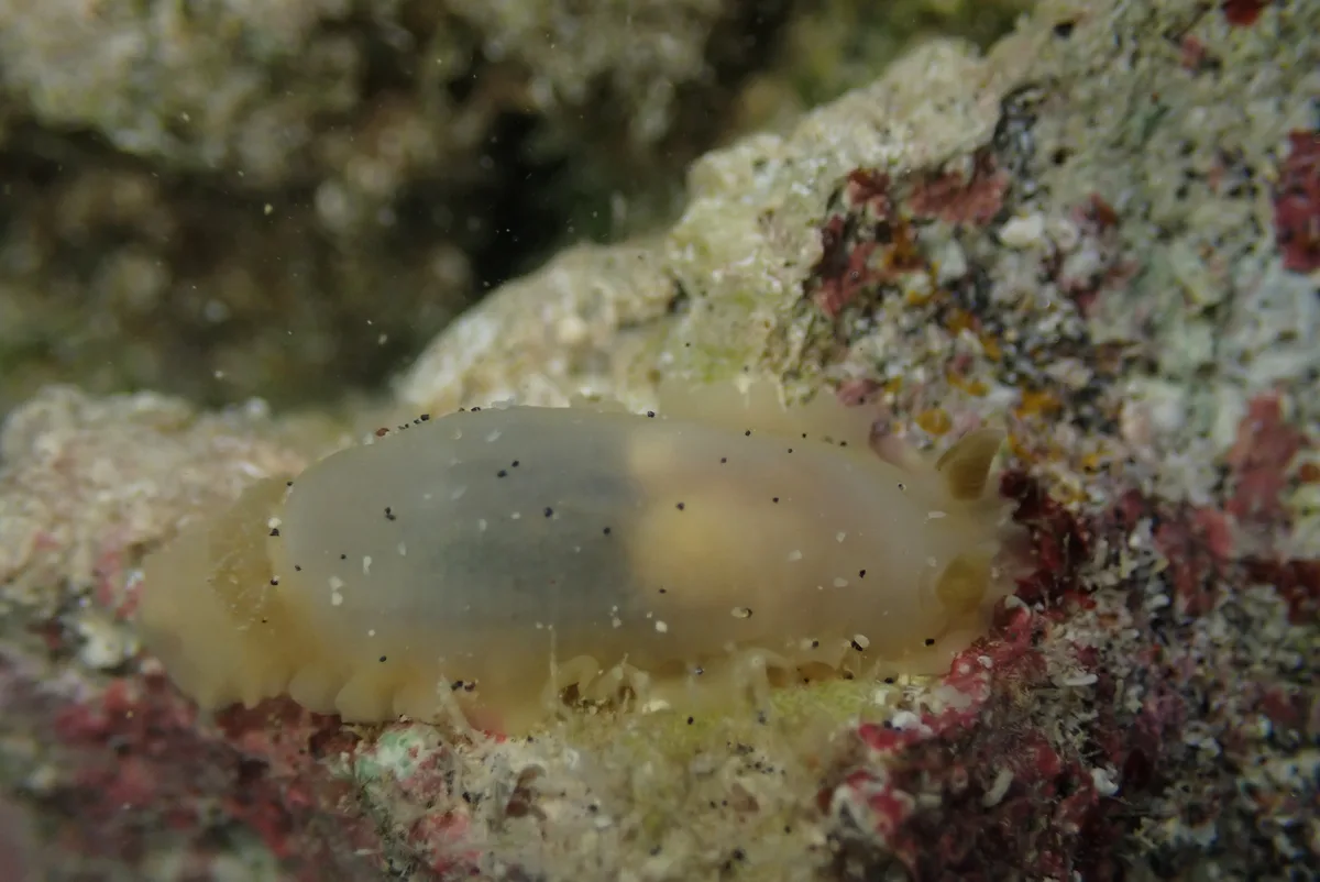 Dendrodoris fumata - Tecomán, MX-CL, MX