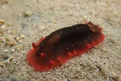 Dendrodoris fumata - Tecomán, MX-CL, MX