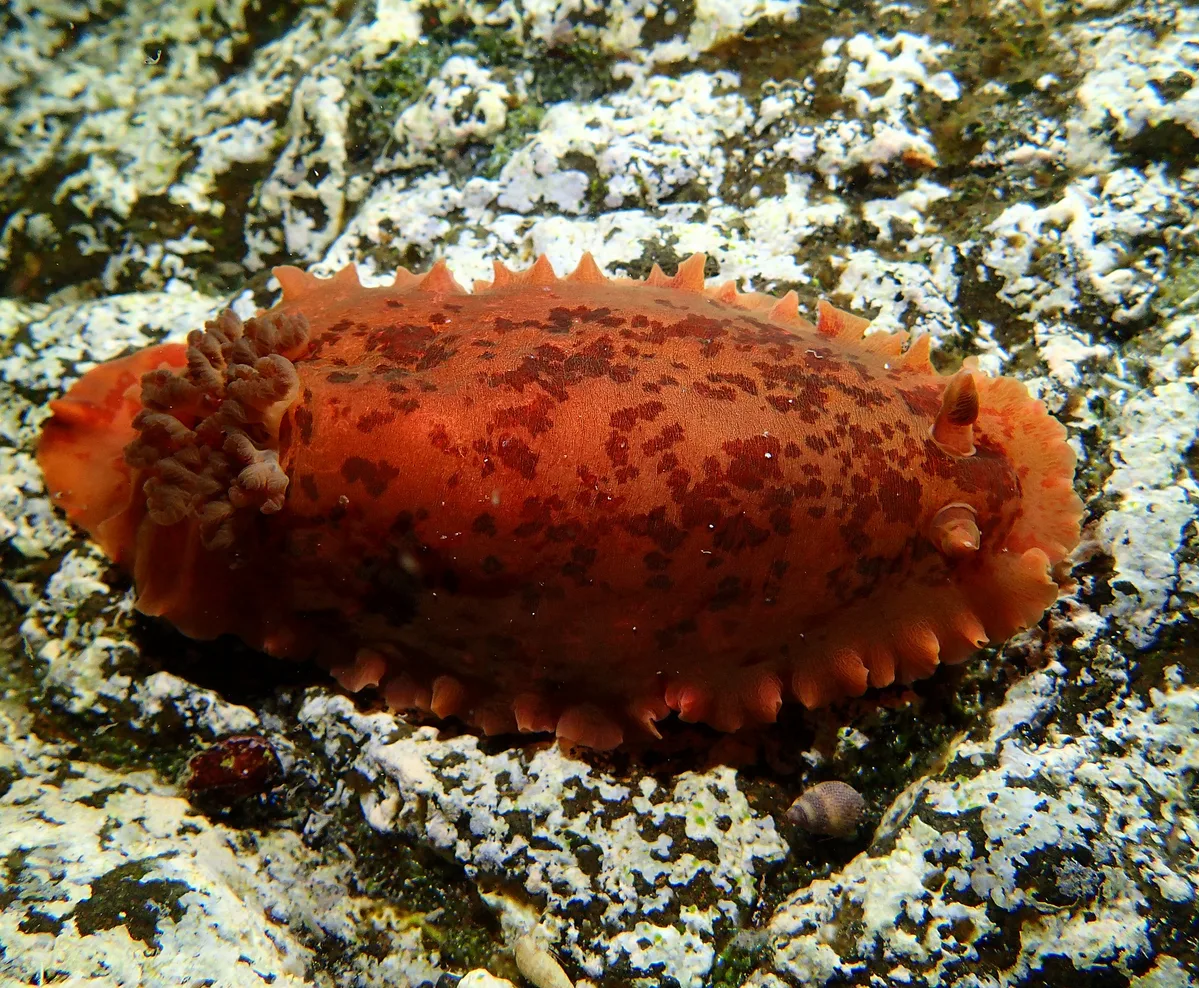 Dendrodoris fumata - L'Étang-Salé 97427, La Réunion