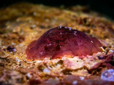 Dendrodoris fumata - ประเทศไทย
