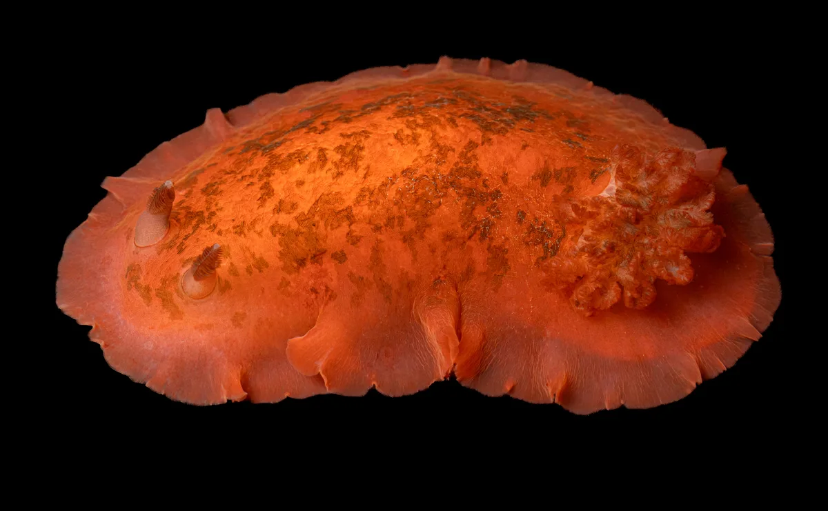 Dendrodoris fumata - Northern Territory, AU