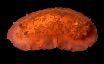 Dendrodoris fumata - Northern Territory, AU