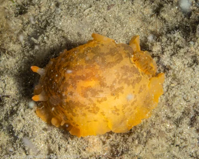 Dendrodoris fumata - Gold Coast QLD, Australia
