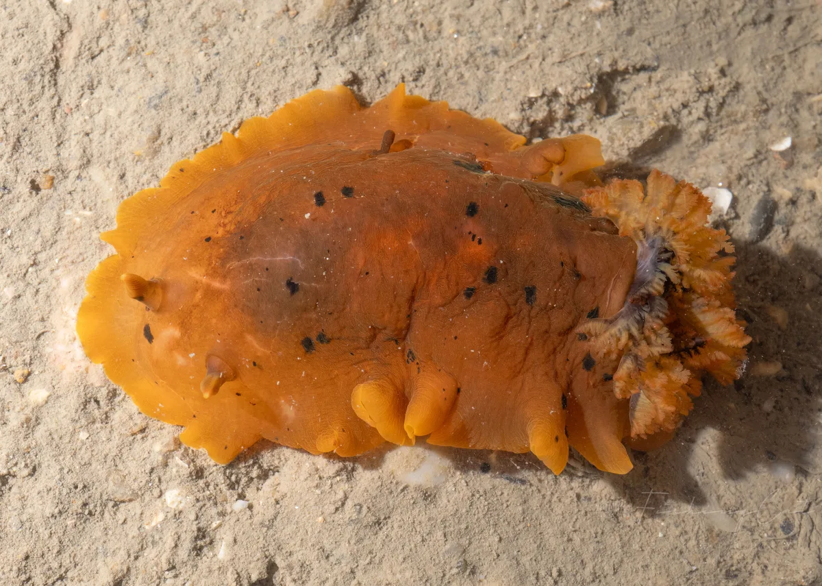 Dendrodoris fumata - 中国福建省厦门市湖里区