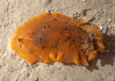 Dendrodoris fumata - 中国福建省厦门市湖里区