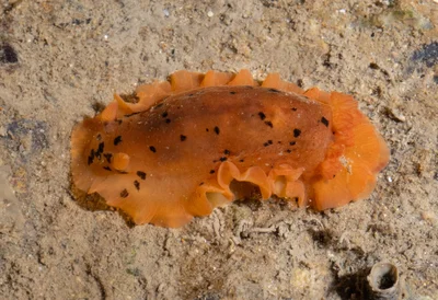 Dendrodoris fumata - 中国福建省厦门市思明区