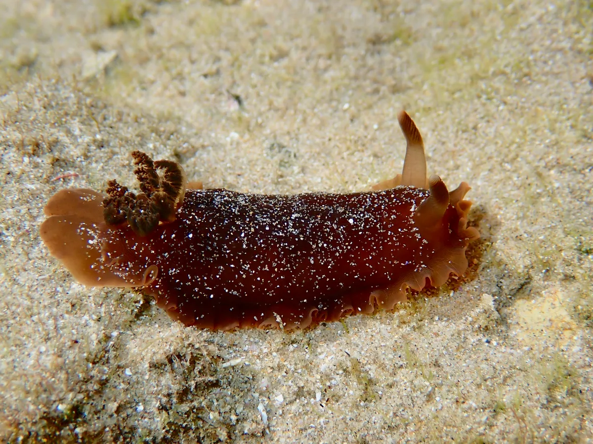 Dendrodoris fumata - Woolgoolga Bay, Woolgoolga, NSW, AU