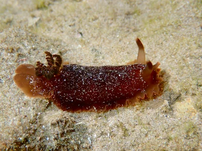 Dendrodoris fumata - Woolgoolga Bay, Woolgoolga, NSW, AU