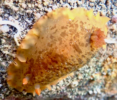 Dendrodoris fumata - Burleigh Heads Rock Pools QLD, Australia