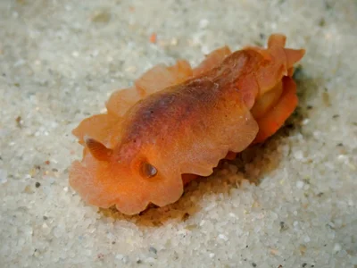 Dendrodoris fumata - Port Stephens NSW 2319, Australia