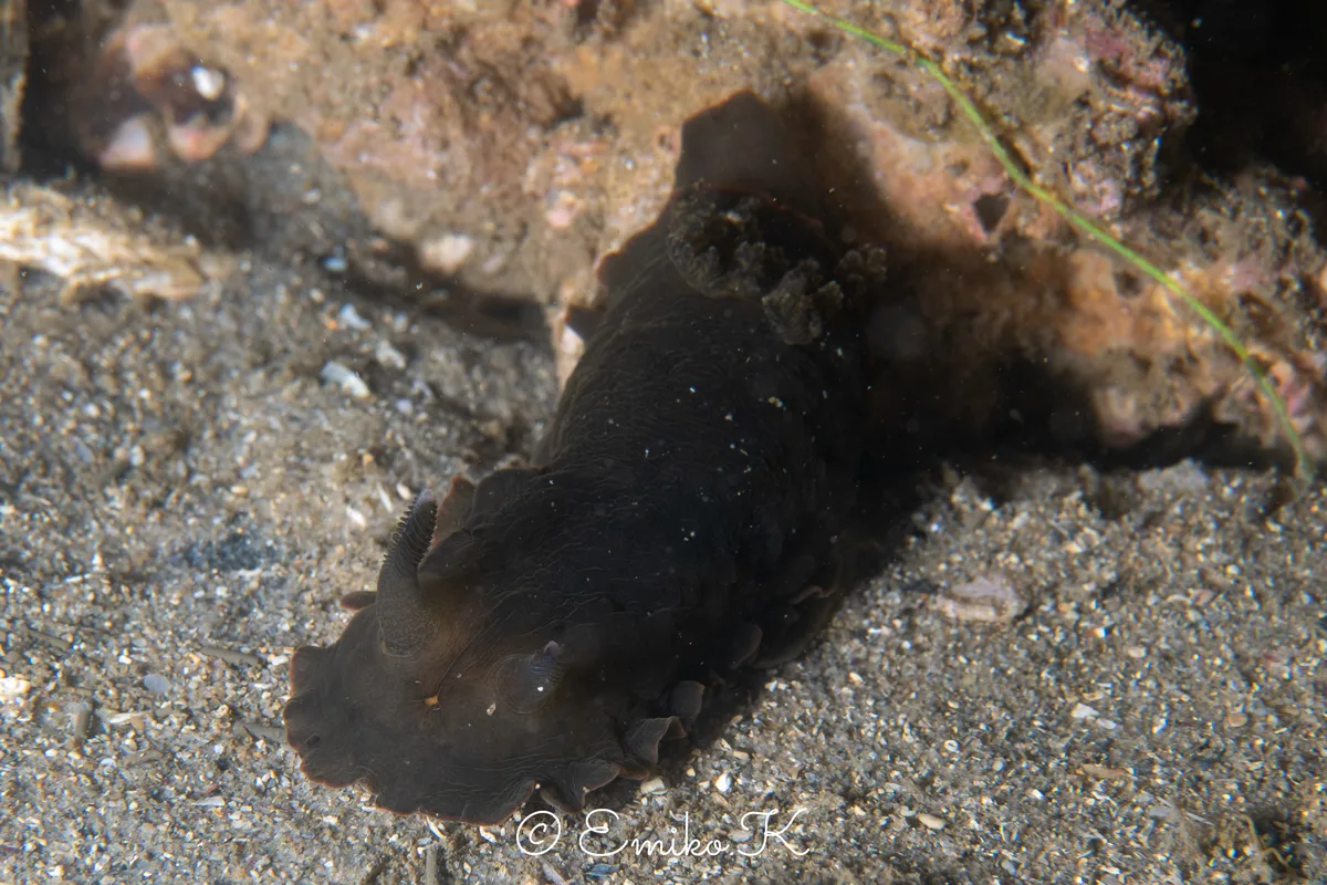 Dendrodoris fumata - オーストラリア ニューサウスウェールズ シドニー