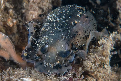 Dendrodoris fumata - オーストラリア ニューサウスウェールズ シドニー