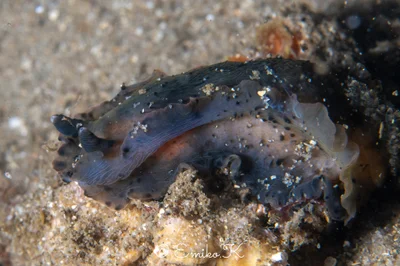 Dendrodoris fumata - オーストラリア ニューサウスウェールズ シドニー