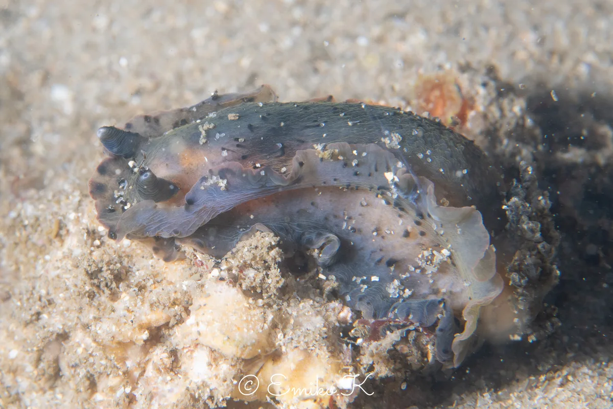 Dendrodoris fumata - オーストラリア ニューサウスウェールズ シドニー